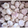 Fresh Normal White Garlic with Bag Packing